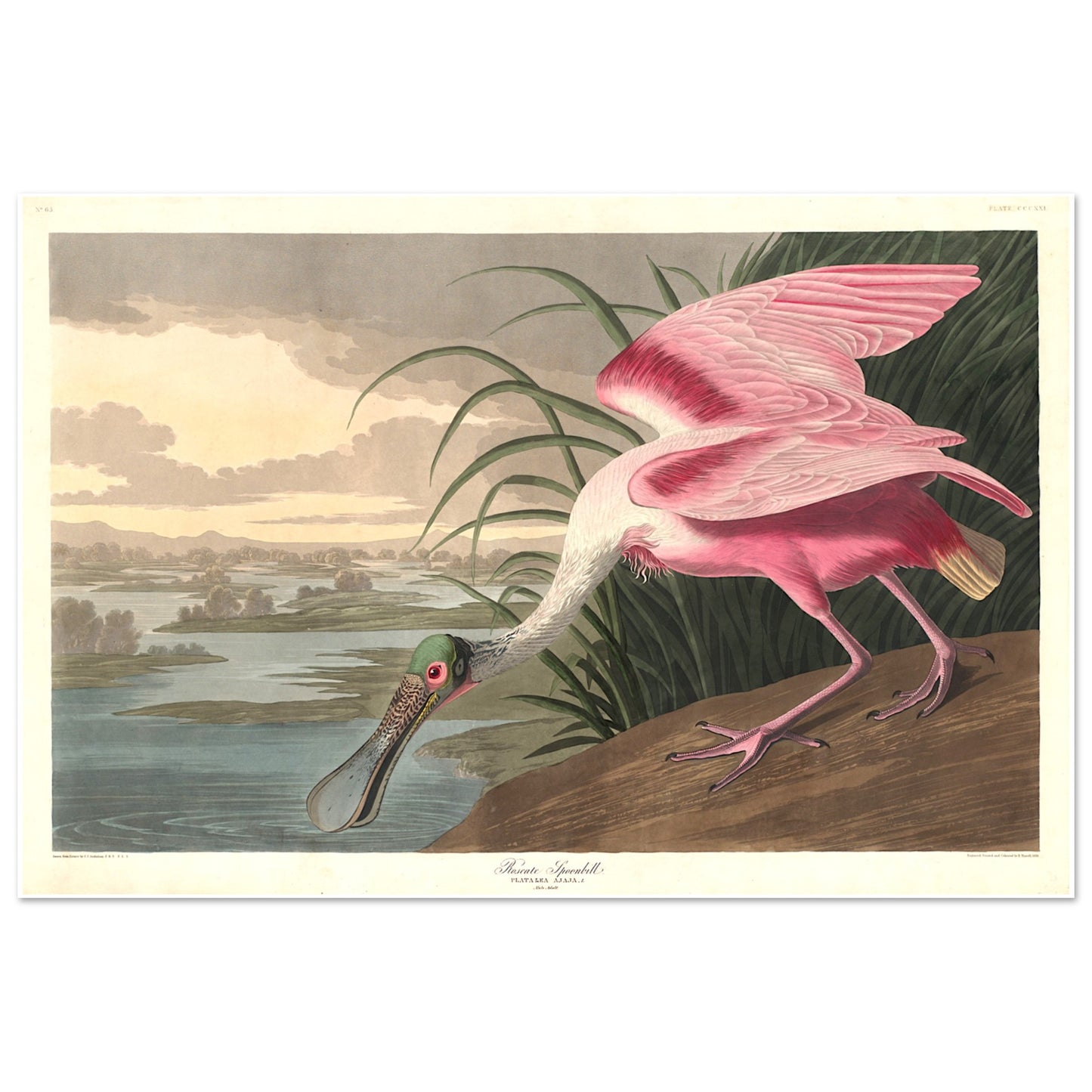 Audubon’s illustration of a Roseate Spoonbill from Birds of America. A regular site in much of Florida.