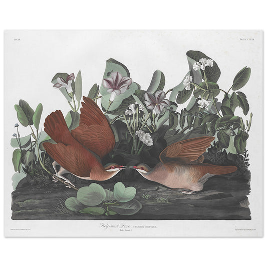 Audubon's painting of the Key-west Dove from 1833.